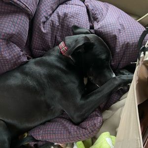 Meet your Posher, Allie